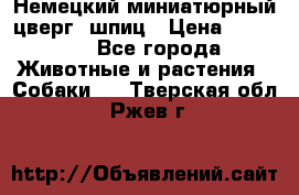 Немецкий миниатюрный(цверг) шпиц › Цена ­ 50 000 - Все города Животные и растения » Собаки   . Тверская обл.,Ржев г.
